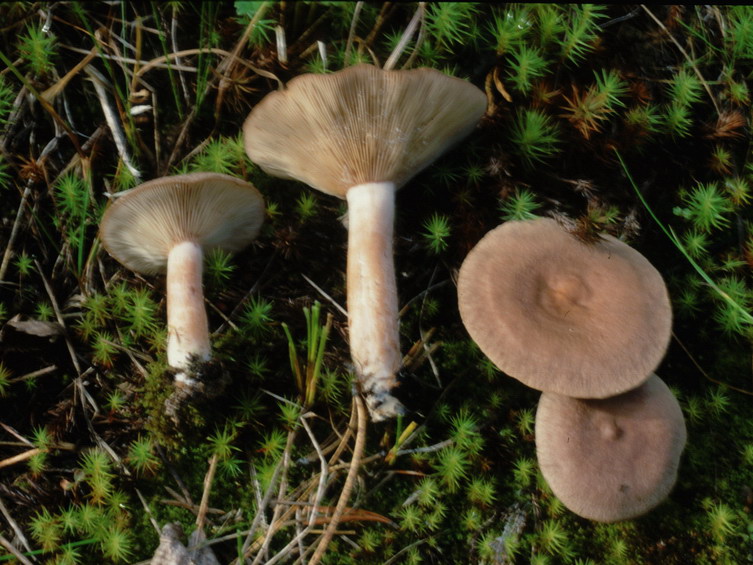 Specie interessanti dalla LAPPONIA due